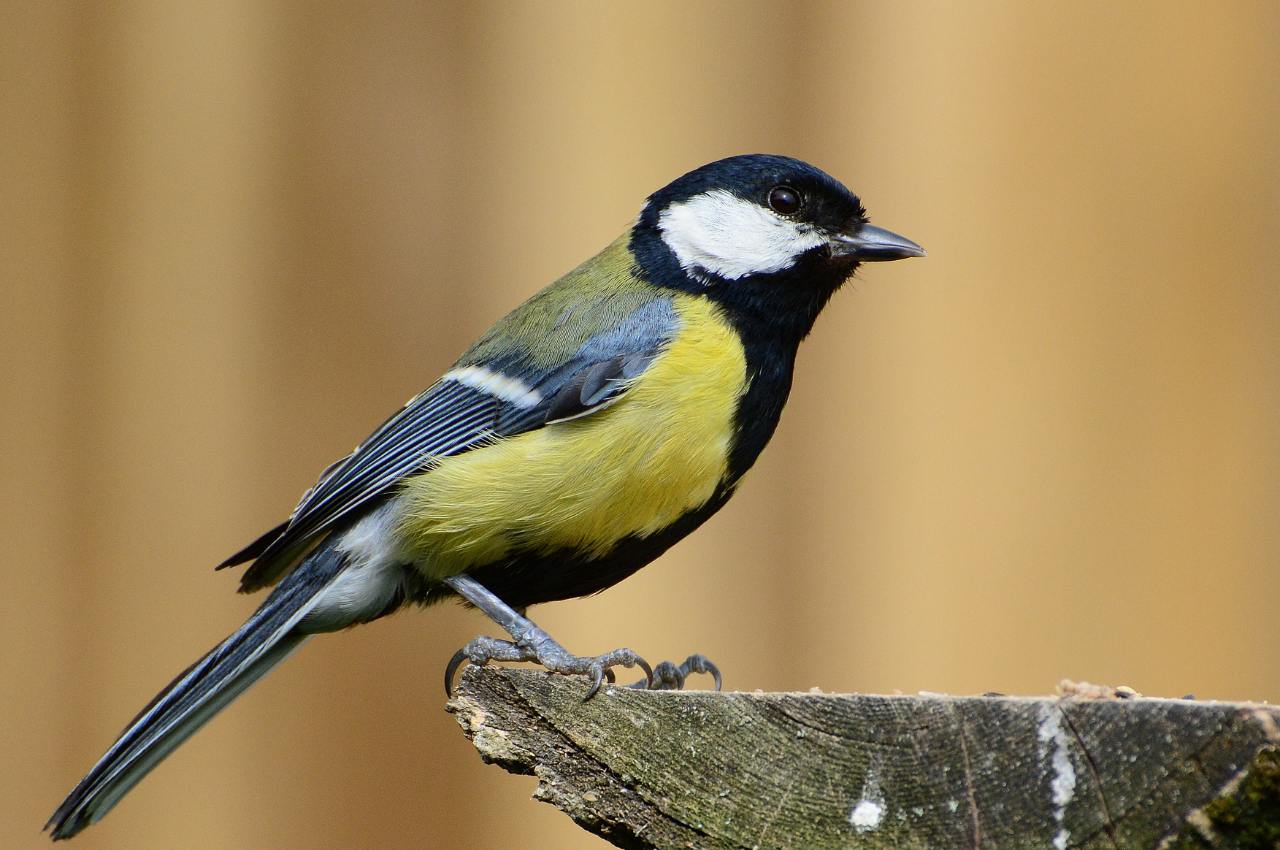 Great Tits: Identification, Behaviour, and Feeding Advice